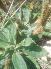 Plantago tomentosa