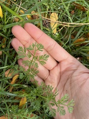 Cyclospermum leptophyllum