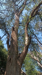 Taxodium mucronatum