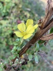Oenothera