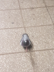 Columba livia domestica