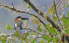 Andigena nigrirostris