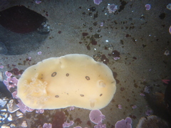 Diaulula sandiegensis