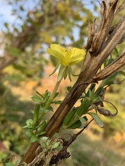 Oenothera