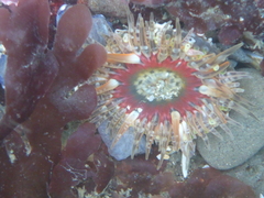 Anthopleura artemisia