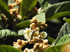 Libytheana carinenta mexicana