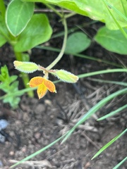 Hypoxis angustifolia