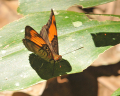 Adelpha mesentina