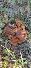 Omphalotus olearius