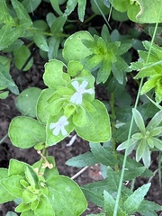 Acanthoideae