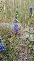 Veronica barrelieri barrelieri