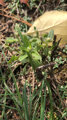Buglossoides arvensis