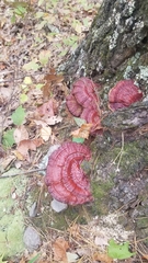Ganoderma sessile