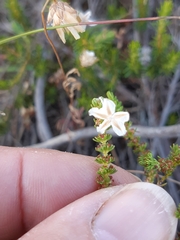 Ursinia
