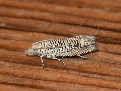 Eucosma argutipunctana