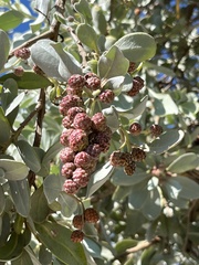 Conocarpus erectus