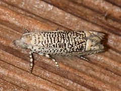 Eucosma argutipunctana