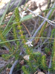 Ursinia