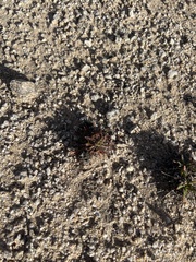 Plantago coronopus