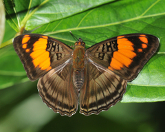 Adelpha mesentina