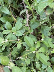 Alternanthera sessilis