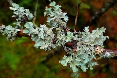 Platismatia tuckermanii