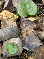 Pyrola asarifolia