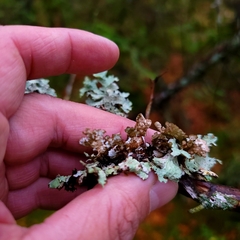 Platismatia tuckermanii