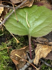 Pyrola asarifolia