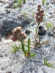Trachyandra hirsutiflora