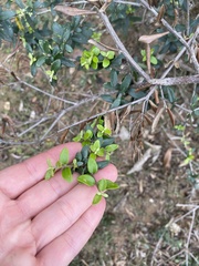 Olea