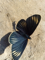 Chlosyne ehrenbergii