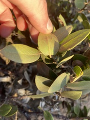 Arctostaphylos tomentosa hebeclada