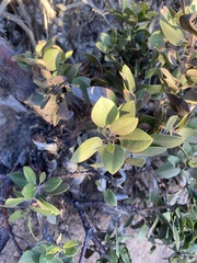 Arctostaphylos tomentosa hebeclada