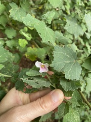 Dombeya