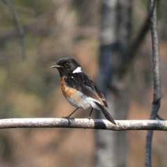 Saxicola torquatus