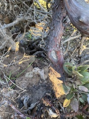 Arctostaphylos tomentosa hebeclada