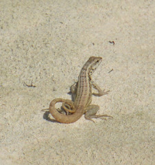 Leiocephalus lunatus