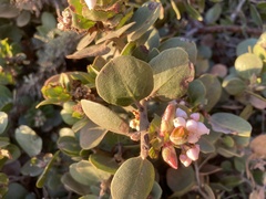 Arctostaphylos
