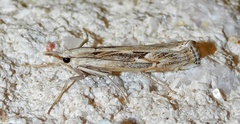 Parapediasia hulstellus