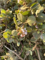 Arctostaphylos