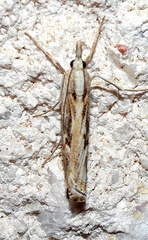 Parapediasia hulstellus