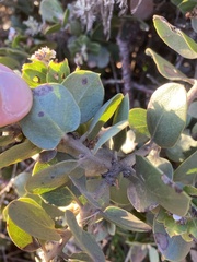 Arctostaphylos
