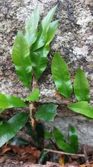 Microgramma mauritiana