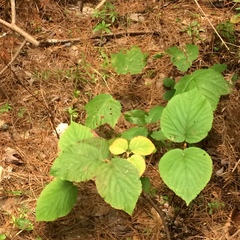 Viburnum lantanoides