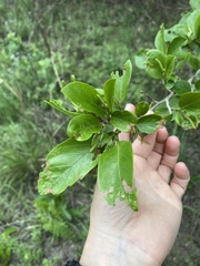 Antidesma venosum