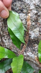 Microgramma mauritiana