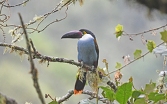 Andigena nigrirostris