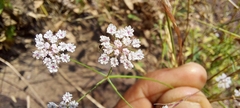 Pimpinella