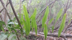 Microgramma mauritiana